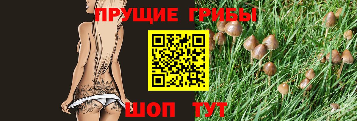 Галлюциногенные грибы Psilocybe Соль-Илецк